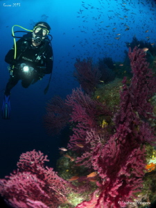 Med Sea atmosphere, 150 ft deep. by Stéphane Primatesta 